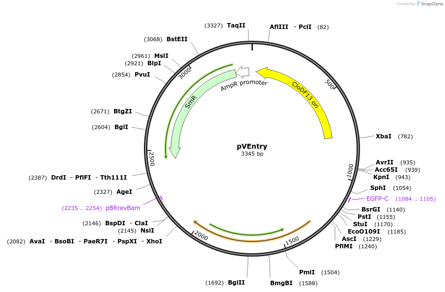 207674-plasmid-map-sequence-id-421905
