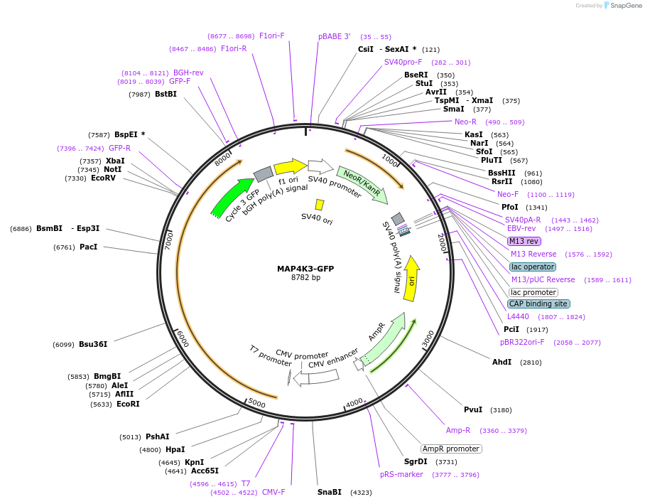 21731-plasmid-map-sequence-id-421907