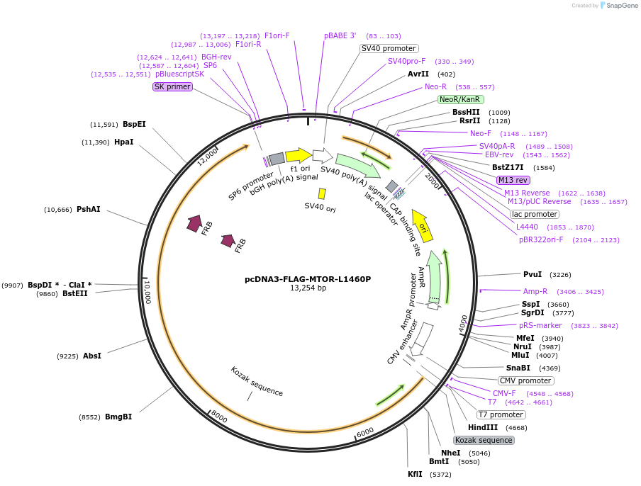 69006-plasmid-map-sequence-id-421908