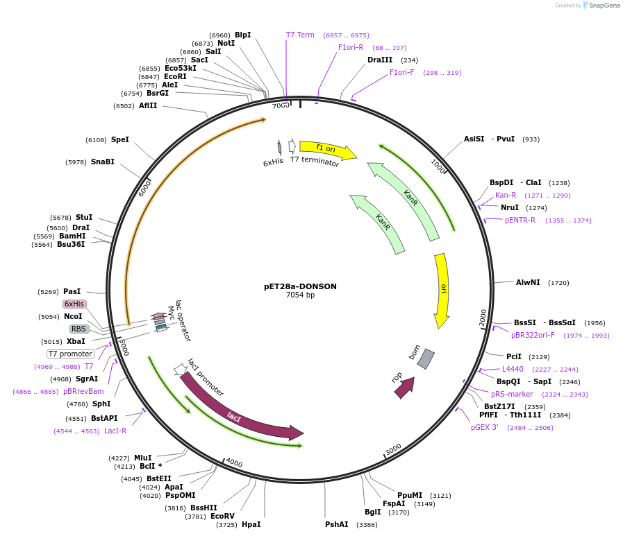 208797-plasmid-map-sequence-id-421911