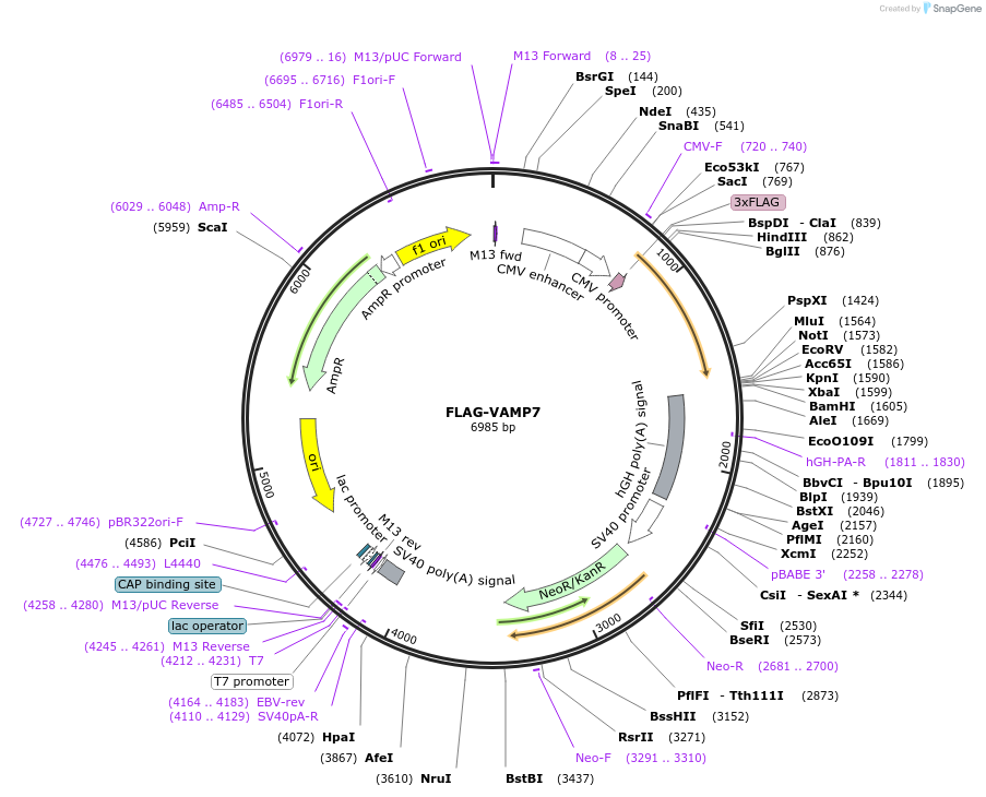 45913-plasmid-map-sequence-id-421912