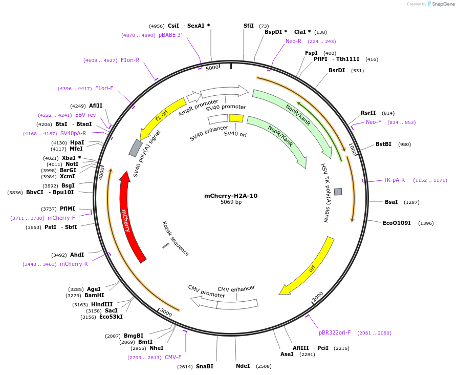 55054-plasmid-map-sequence-id-421913