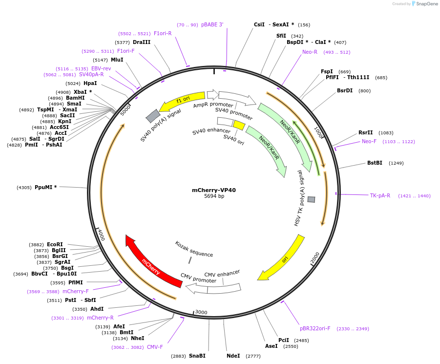 74421-plasmid-map-sequence-id-421915