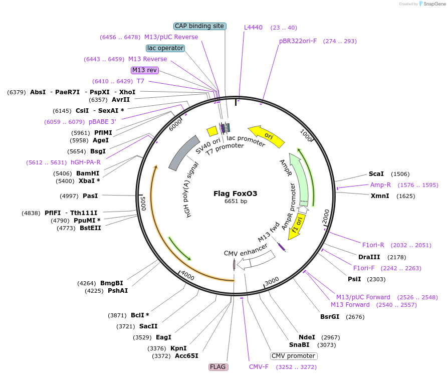 14937-plasmid-map-sequence-id-421917