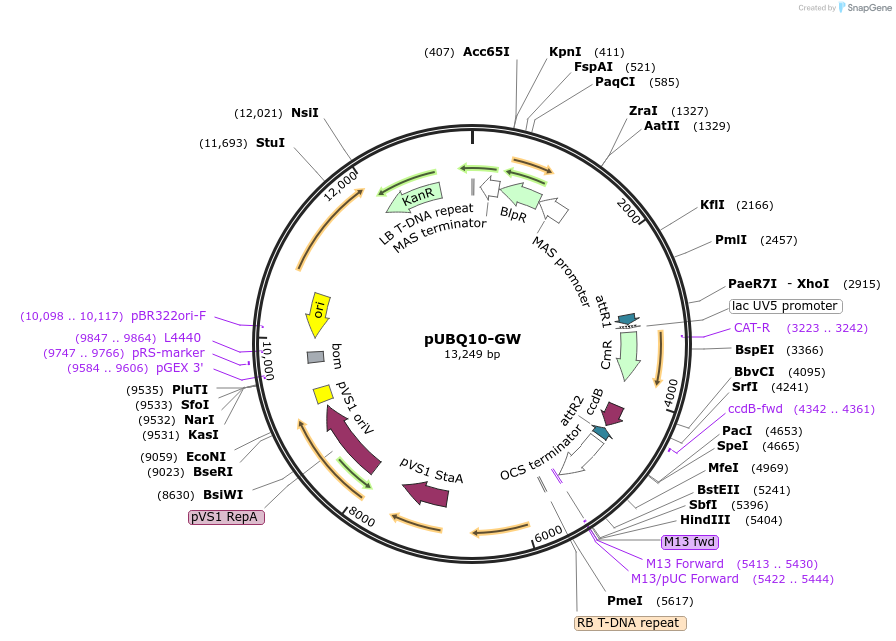 209370-plasmid-map-sequence-id-421919