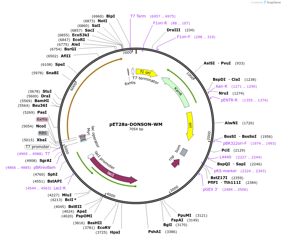 208798-plasmid-map-sequence-id-421921