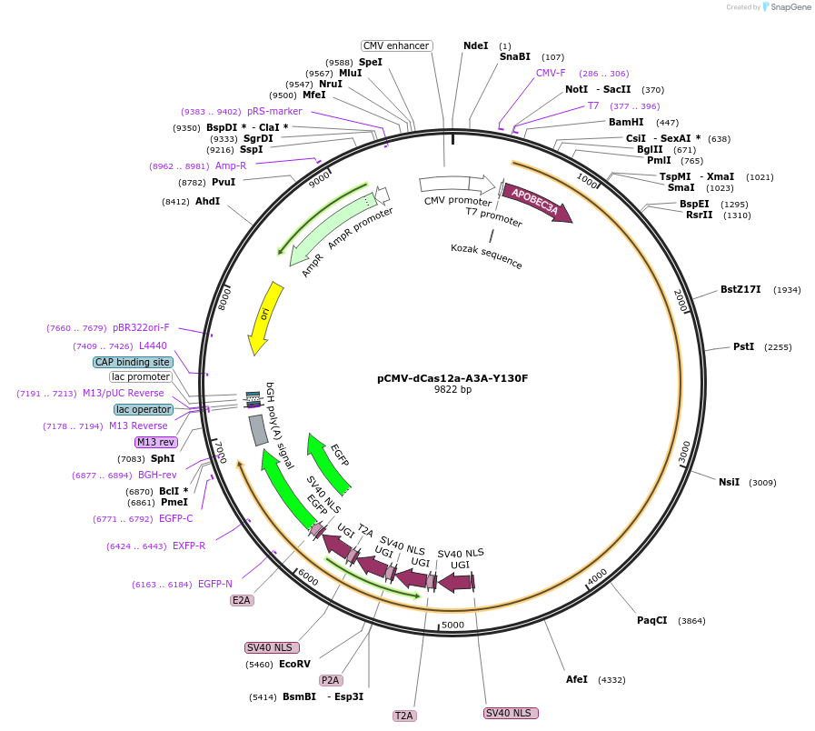 193640-plasmid-map-sequence-id-421923