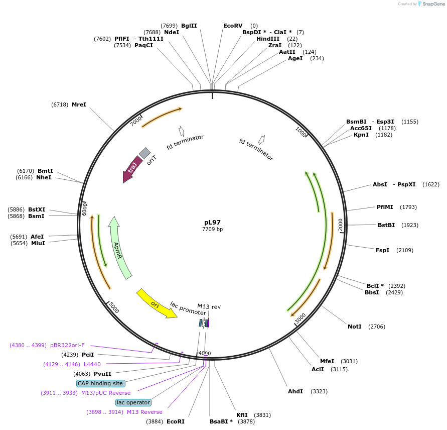 78576-plasmid-map-sequence-id-421926