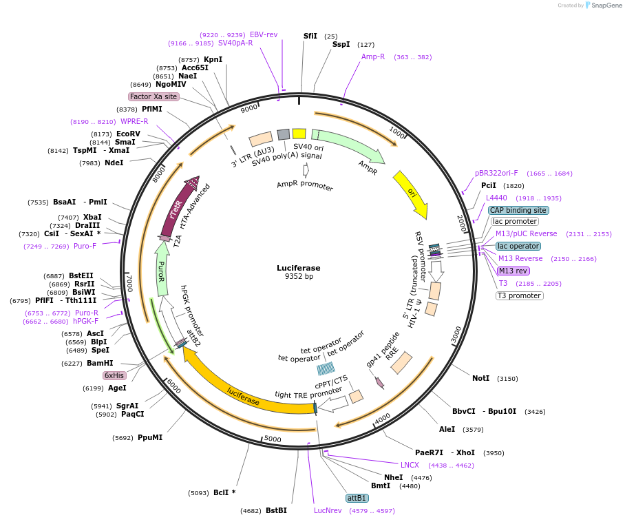 213979-plasmid-map-sequence-id-421938