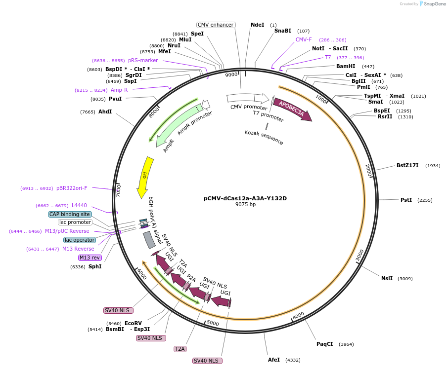 193641-plasmid-map-sequence-id-421939