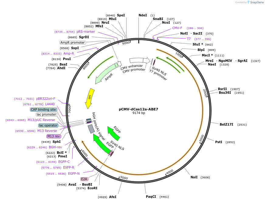193644-plasmid-map-sequence-id-421946