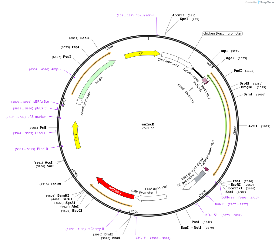 205410-plasmid-map-sequence-id-421947