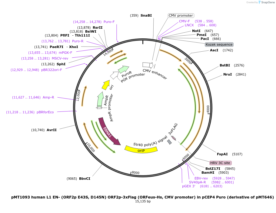 213028-plasmid-map-sequence-id-422046