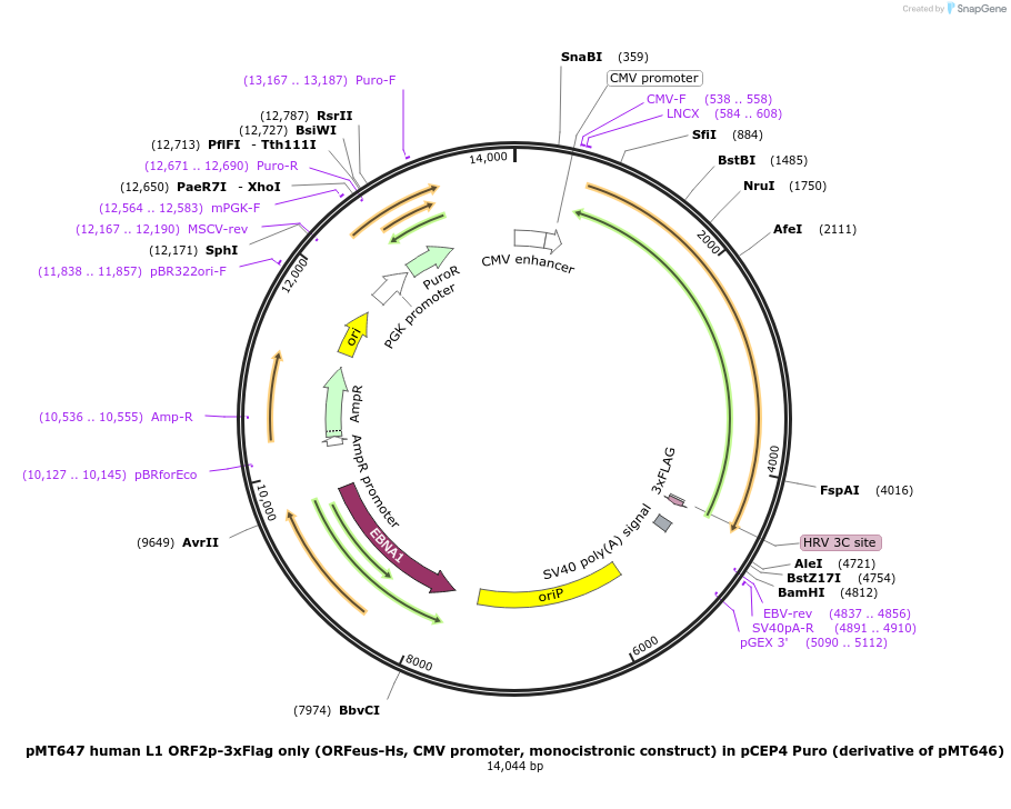 213029-plasmid-map-sequence-id-422050