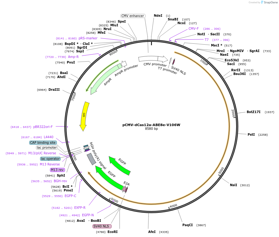 193646-plasmid-map-sequence-id-422057