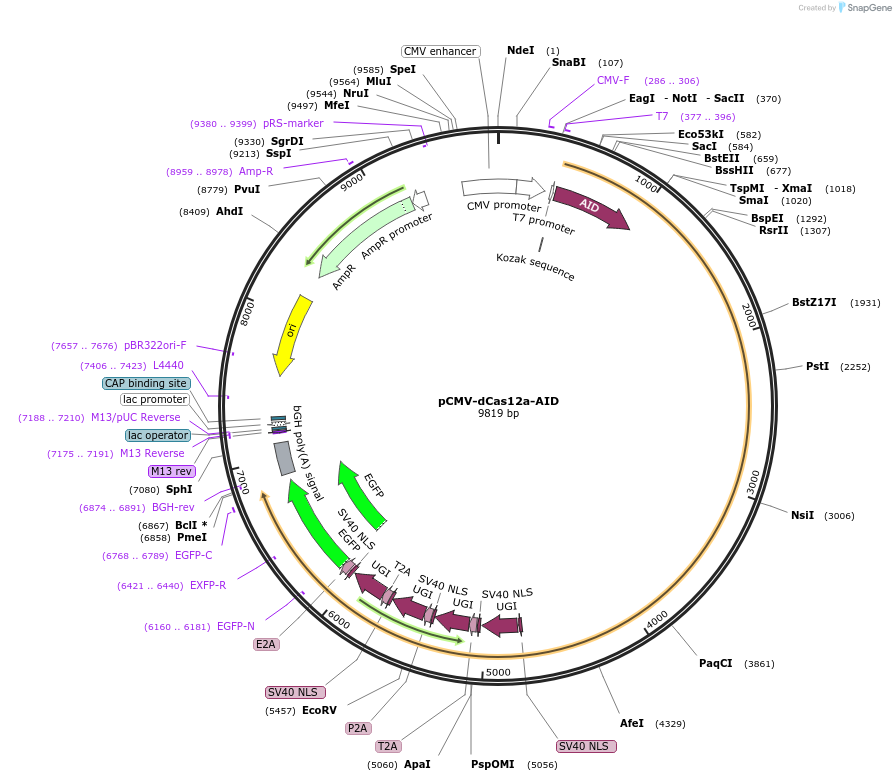 193647-plasmid-map-sequence-id-422058