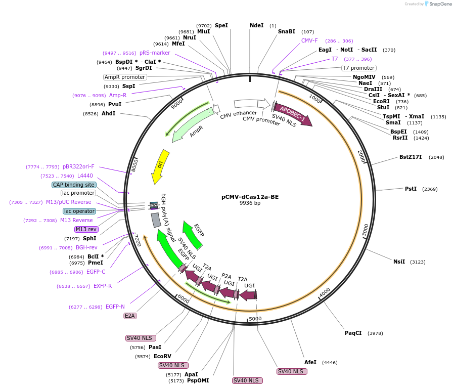 193648-plasmid-map-sequence-id-422059