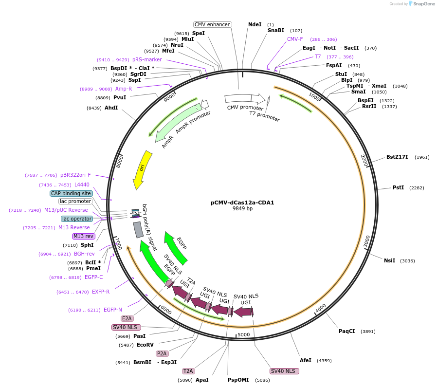 193649-plasmid-map-sequence-id-422060