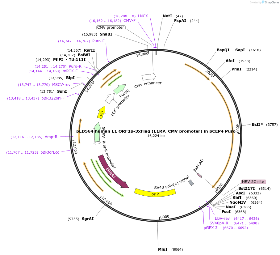 213030-plasmid-map-sequence-id-422062