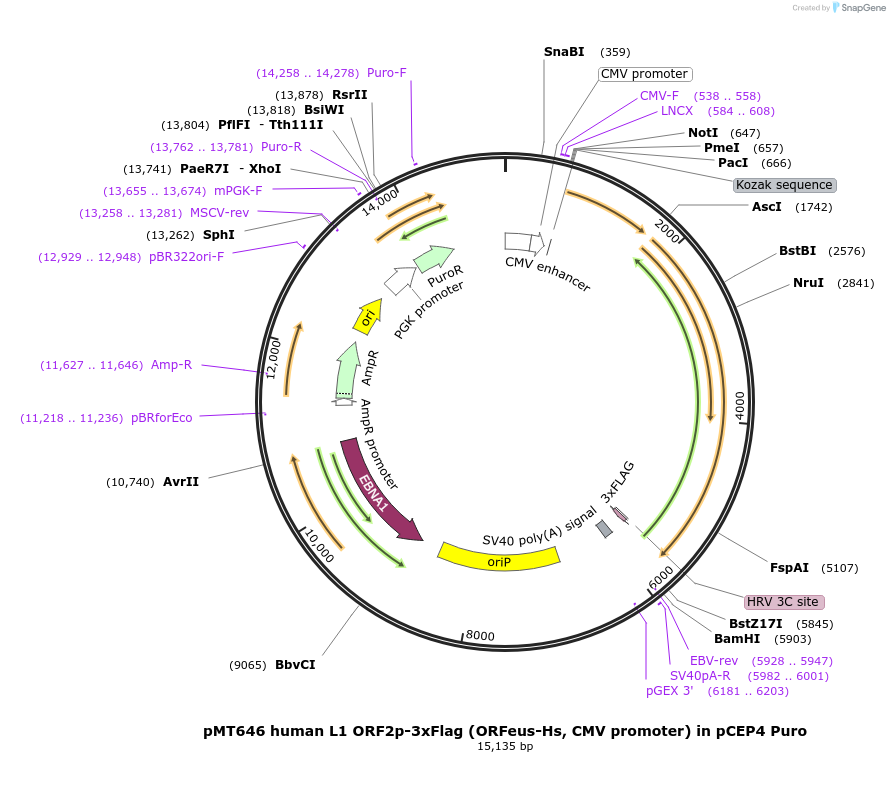 213026-plasmid-map-sequence-id-422069