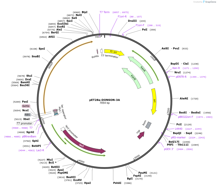 208800-plasmid-map-sequence-id-422070