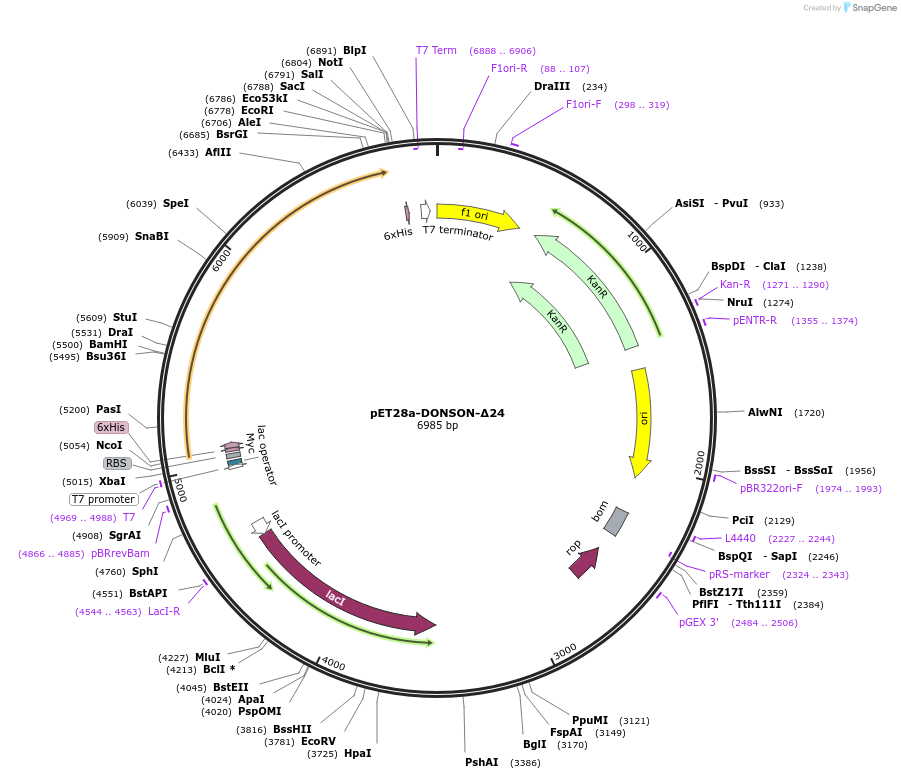 208801-plasmid-map-sequence-id-422071