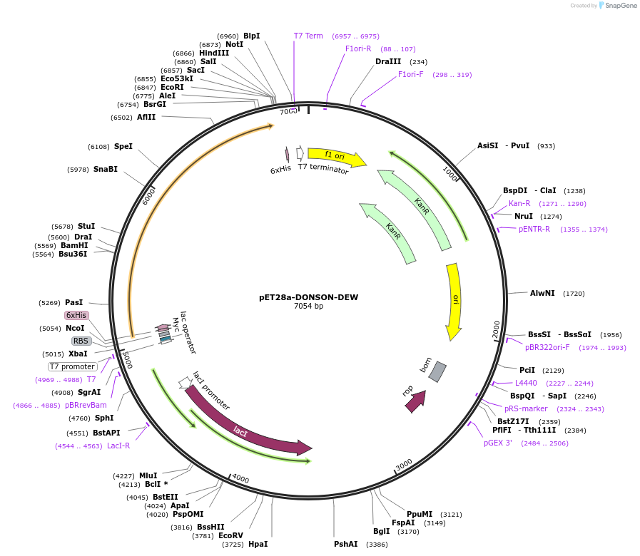 208802-plasmid-map-sequence-id-422074