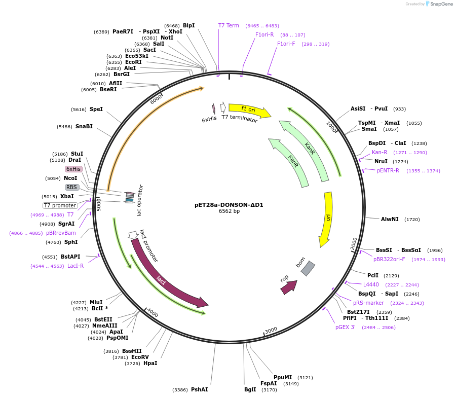 208804-plasmid-map-sequence-id-422080