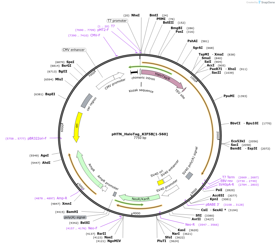 213403-plasmid-map-sequence-id-422108