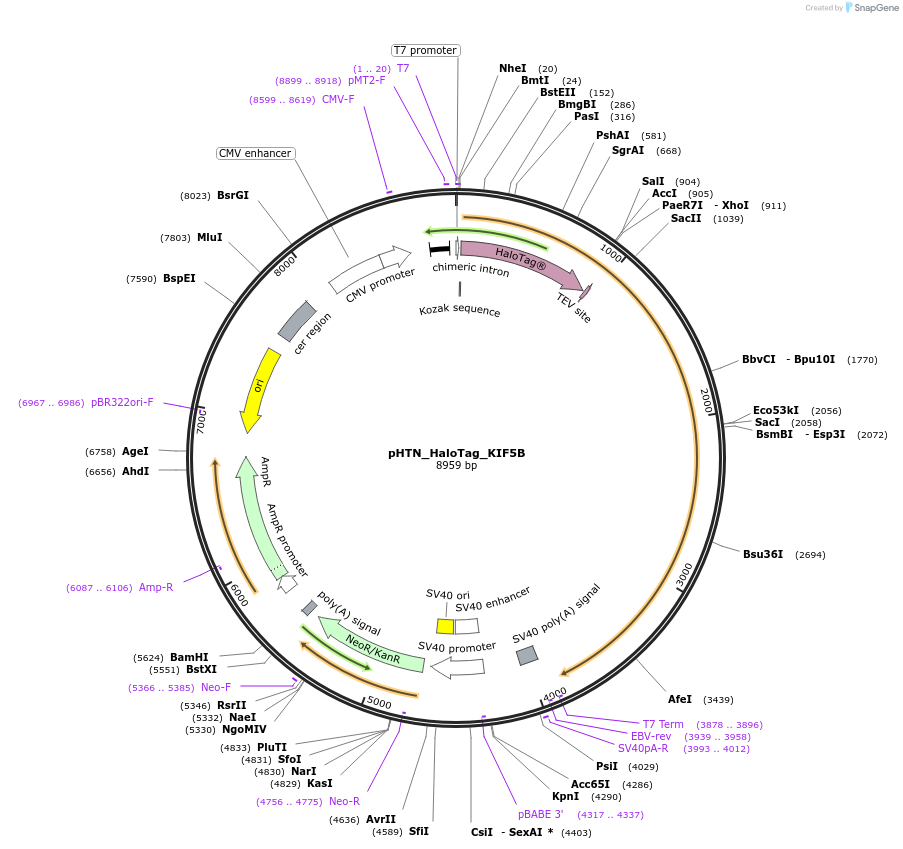 213404-plasmid-map-sequence-id-422109