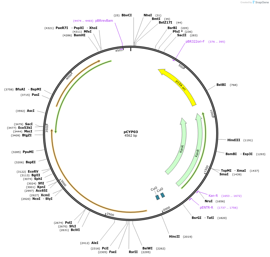 212836-plasmid-map-sequence-id-422116