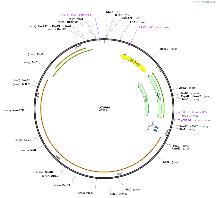 212897-plasmid-map-sequence-id-422120