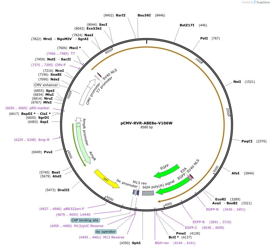 193659-plasmid-map-sequence-id-422134