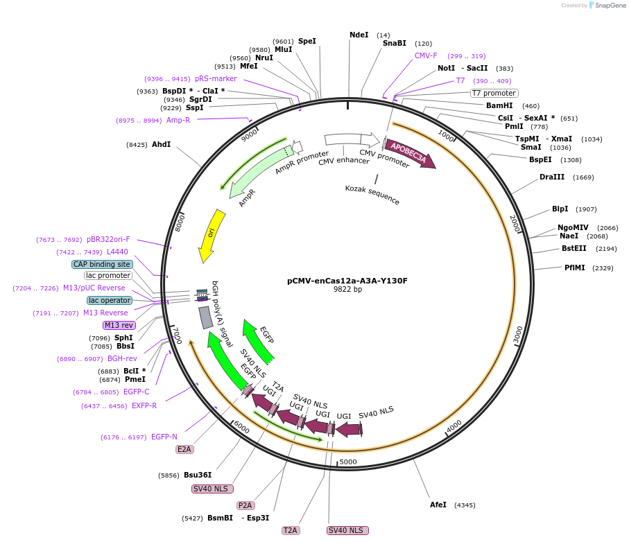 193652-plasmid-map-sequence-id-422135