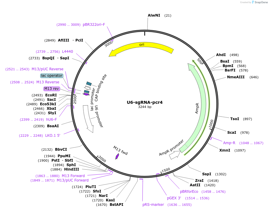 193662-plasmid-map-sequence-id-422138