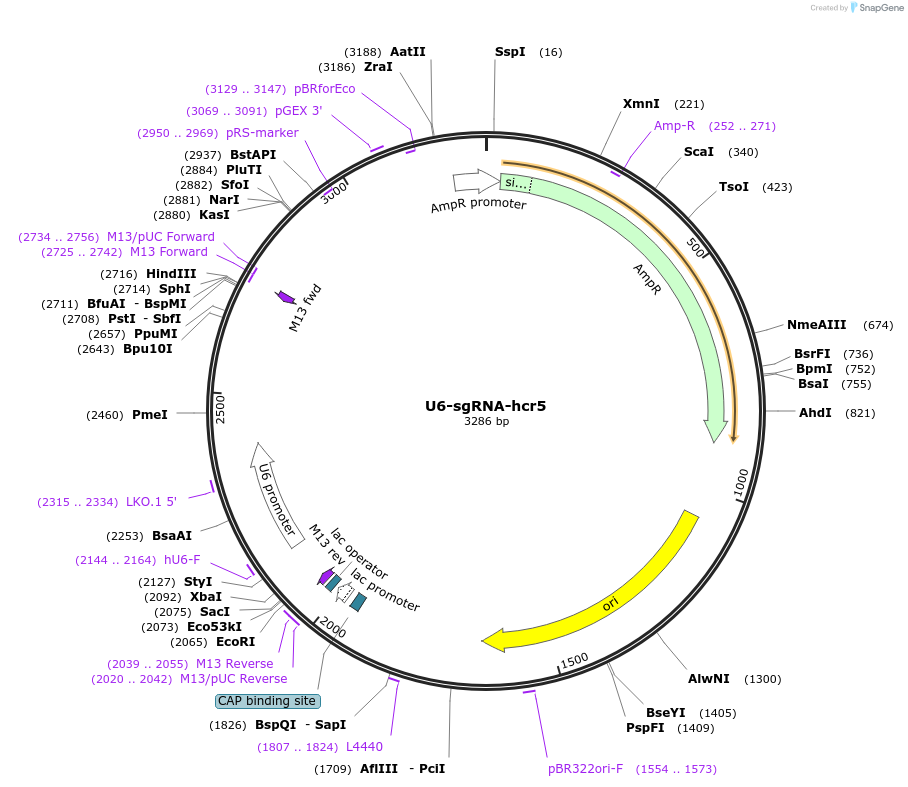 193661-plasmid-map-sequence-id-422139
