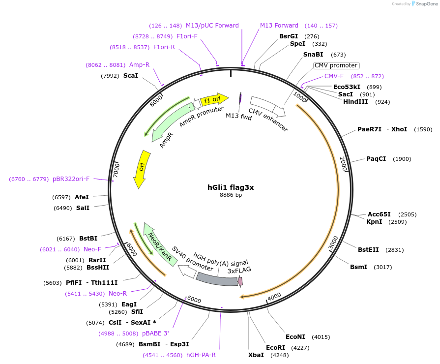 84922-plasmid-map-sequence-id-422144