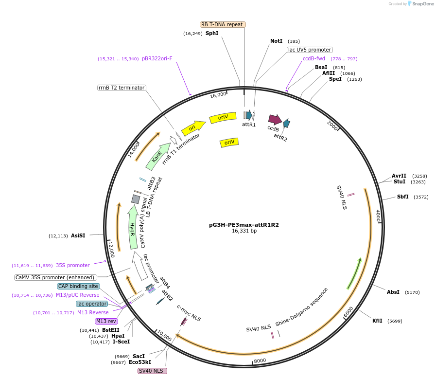 213049-plasmid-map-sequence-id-422145