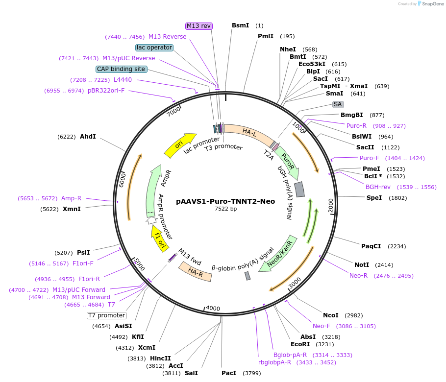 214013-plasmid-map-sequence-id-422147