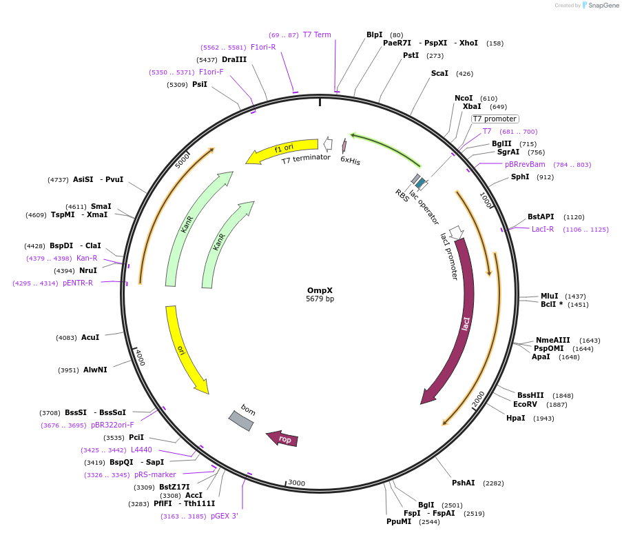 213136-plasmid-map-sequence-id-422149
