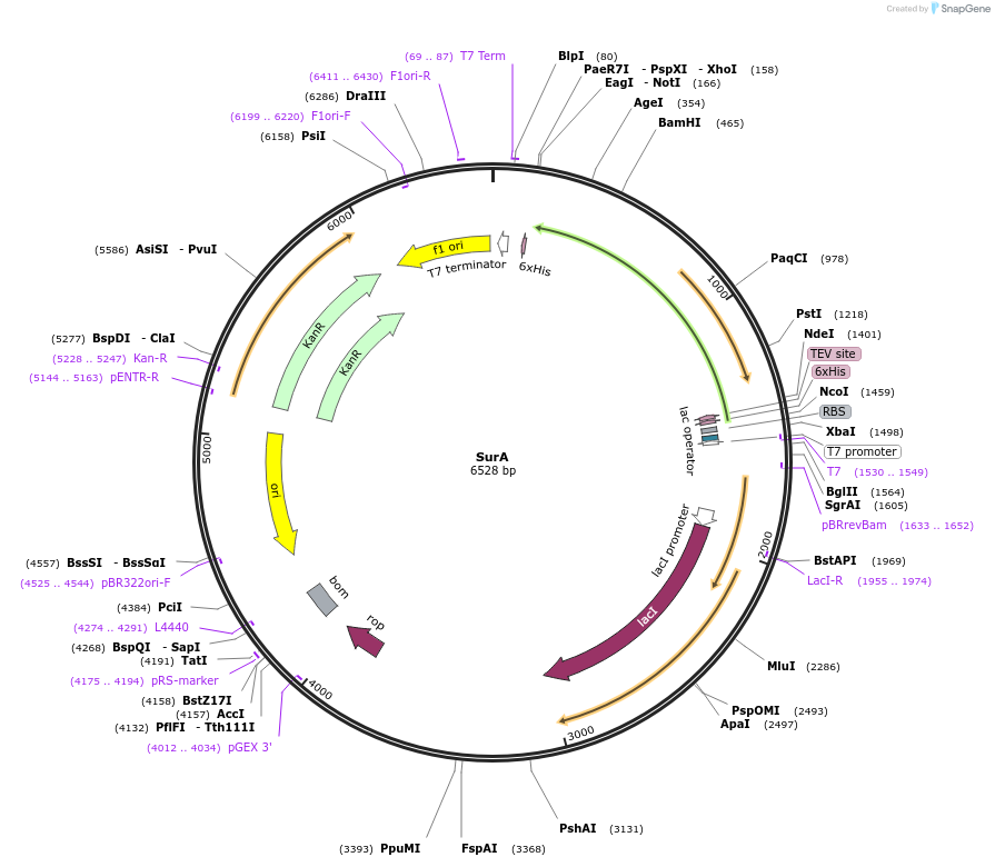 213138-plasmid-map-sequence-id-422151