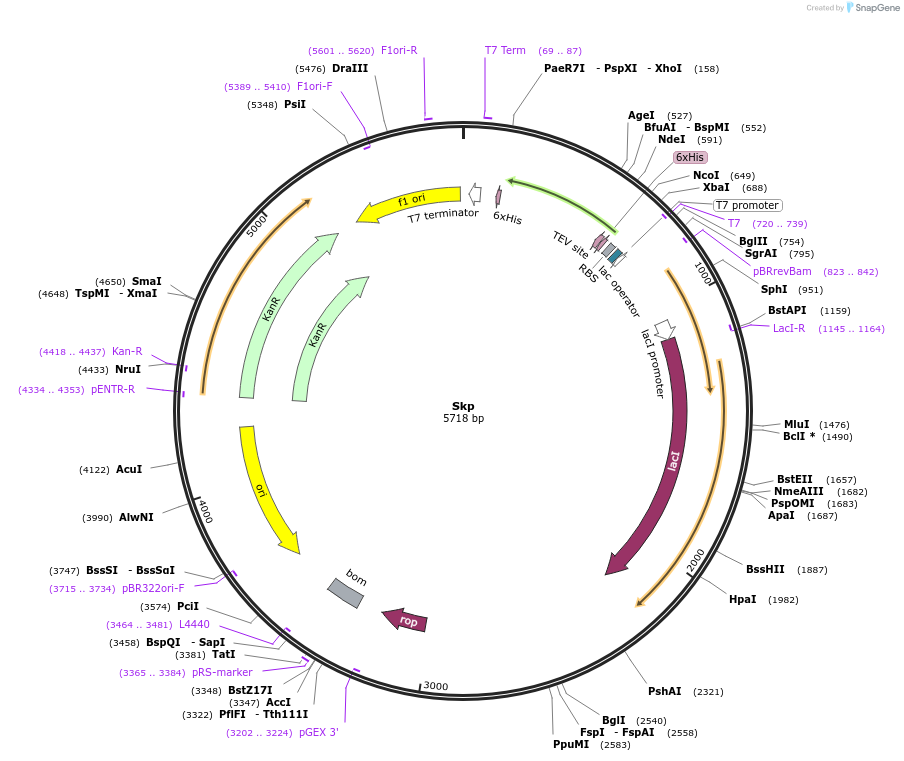 213139-plasmid-map-sequence-id-422152