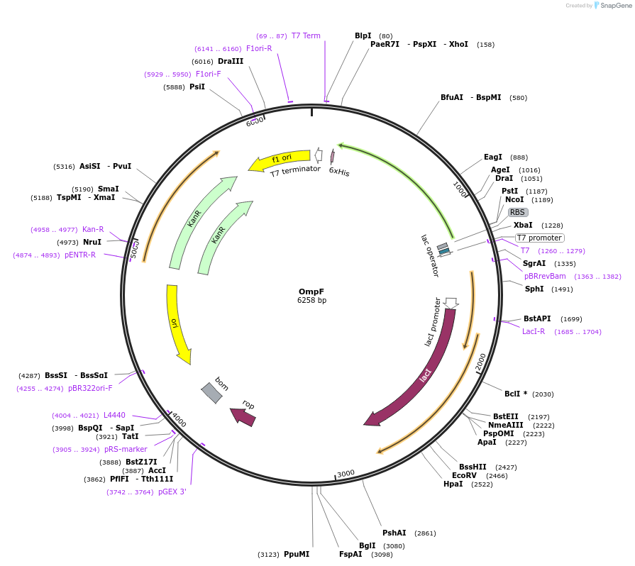 213135-plasmid-map-sequence-id-422154