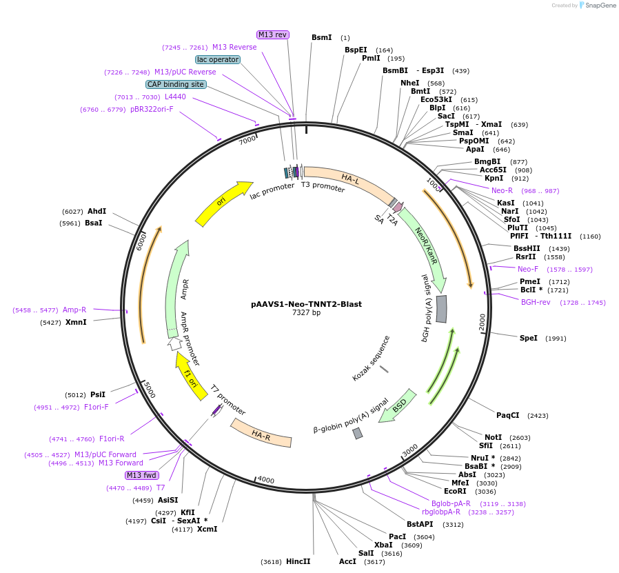 214014-plasmid-map-sequence-id-422156