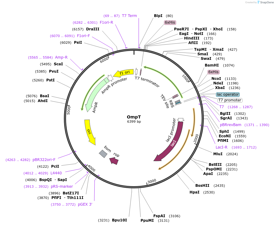 213137-plasmid-map-sequence-id-422157