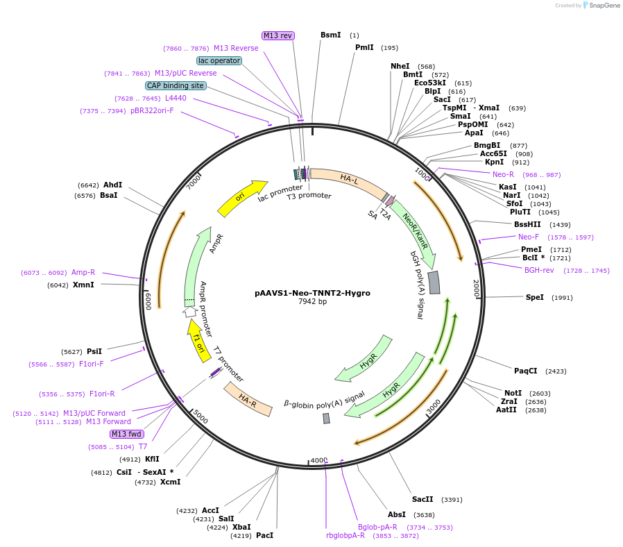 214015-plasmid-map-sequence-id-422159