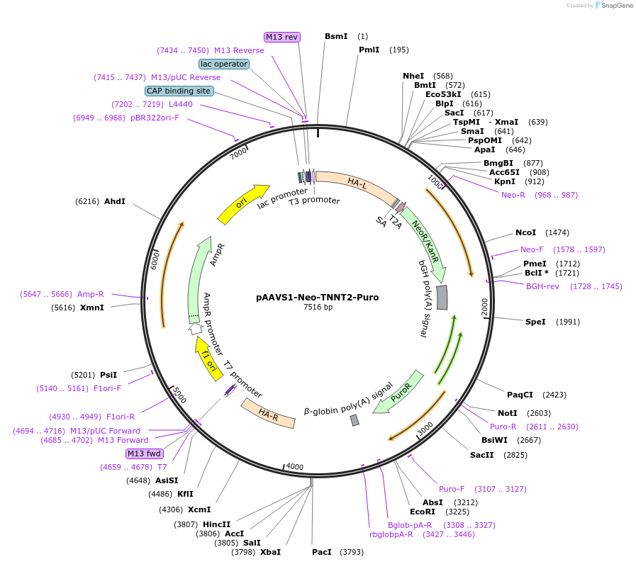 214016-plasmid-map-sequence-id-422162