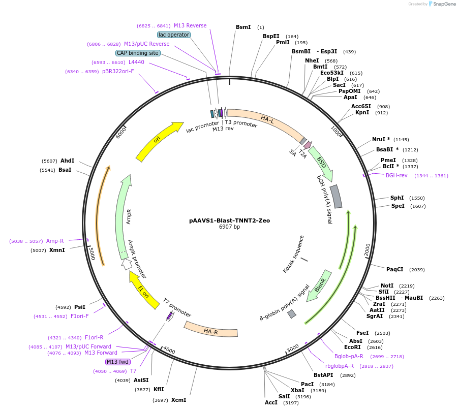 214018-plasmid-map-sequence-id-422164