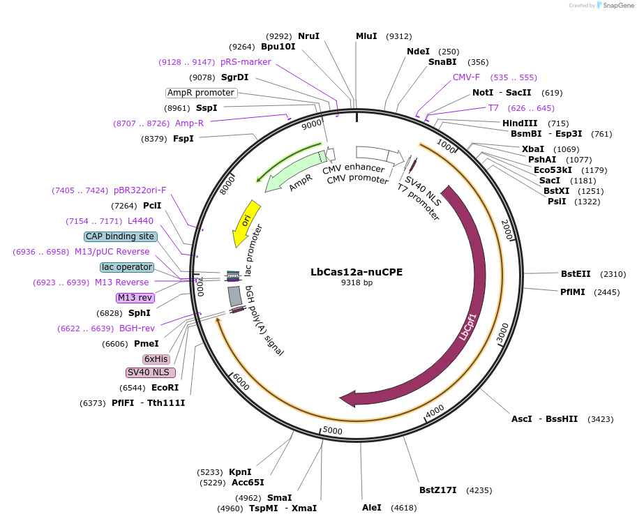 213748-plasmid-map-sequence-id-422187