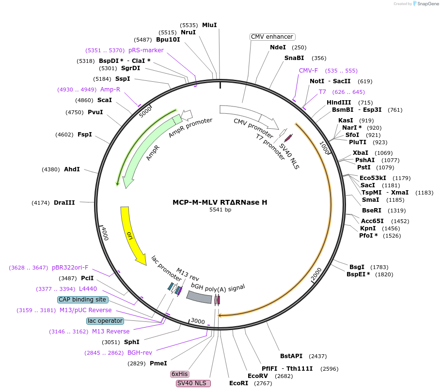 213749-plasmid-map-sequence-id-422192